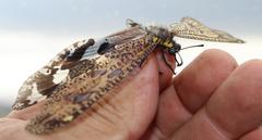Palpares speciosus