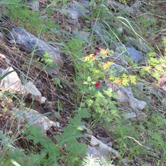 Potentilla thurberi