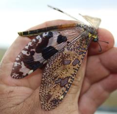 Palpares speciosus