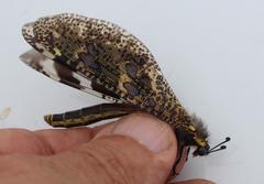 Palpares speciosus