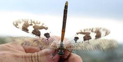 Palpares speciosus