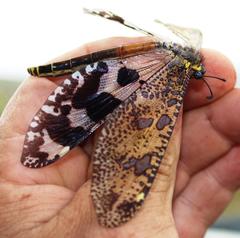 Palpares speciosus