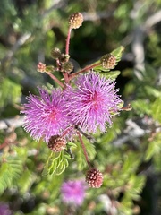 Mimosa tricephala