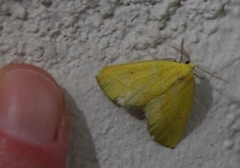 Drepanogynis cambogiaria