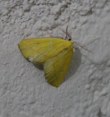 Drepanogynis cambogiaria