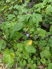 Ribes acerifolium