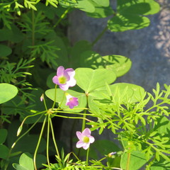 Oxalis metcalfei