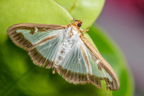 Box Tree Moth, photo 9 of 9