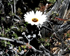 Ursinia pilifera