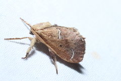 Adoneta bicaudata
