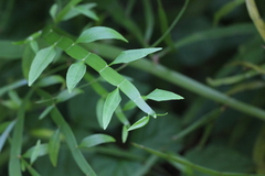 Muehlenbeckia platyclada