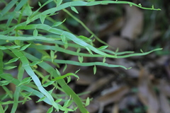 Muehlenbeckia platyclada