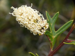 Grevillea synapheae
