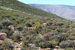 Oedera spinescens