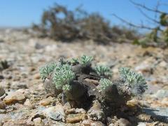 Monsonia multifida