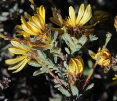 Oedera spinescens