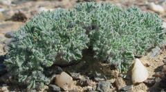 Monsonia multifida