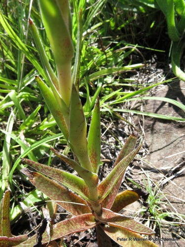 grassland red crassula