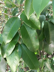 Mischocarpus pyriformis