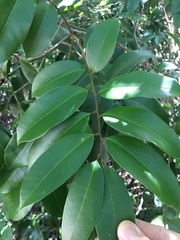 Mischocarpus pyriformis