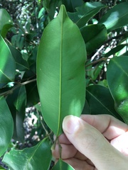 Mischocarpus pyriformis