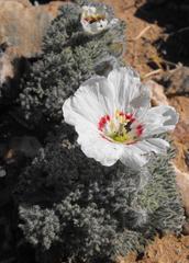Monsonia multifida