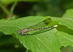 Argia vivida