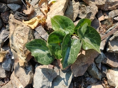 Asarum marmoratum
