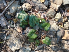 Asarum marmoratum