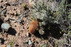 Pronolagus saundersiae