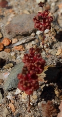 Crassula umbellata