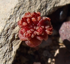 Crassula umbellata