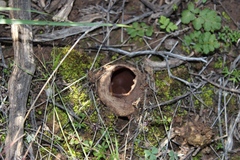 Dissingia leucomelaena