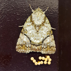Blenina quinaria