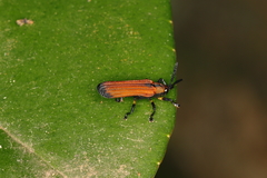 Chalepus flaveolus