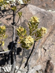 Baccharis buxifolia