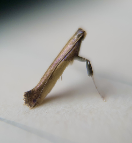 Witch-hazel Caloptilia photo 3