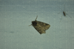 Mesapamea fractilinea