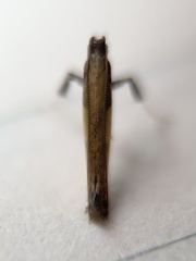 Caloptilia superbifrontella