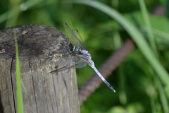 Orthetrum albistylum
