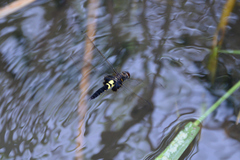 Pseudothemis zonata