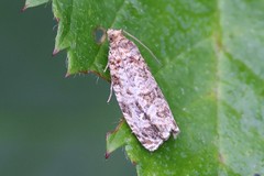 Phaecasiophora niveiguttana