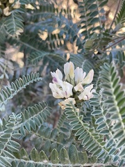 Astragalus garbancillo
