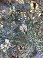 Astragalus garbancillo