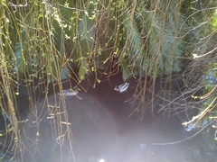 Anas platyrhynchos platyrhynchos