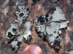 Xanthoparmelia hottentotta