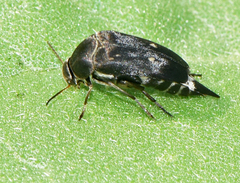 Mordella quadripunctata