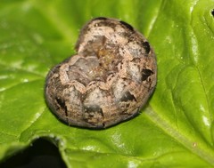 Lepidoptera