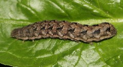 Lepidoptera