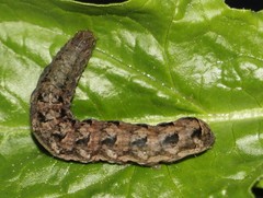 Lepidoptera